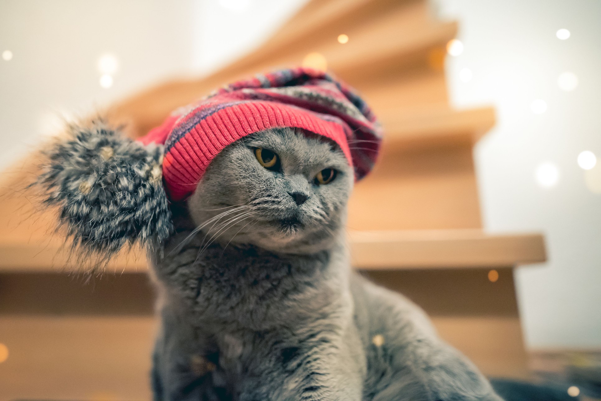 Cat wearing stocking hat