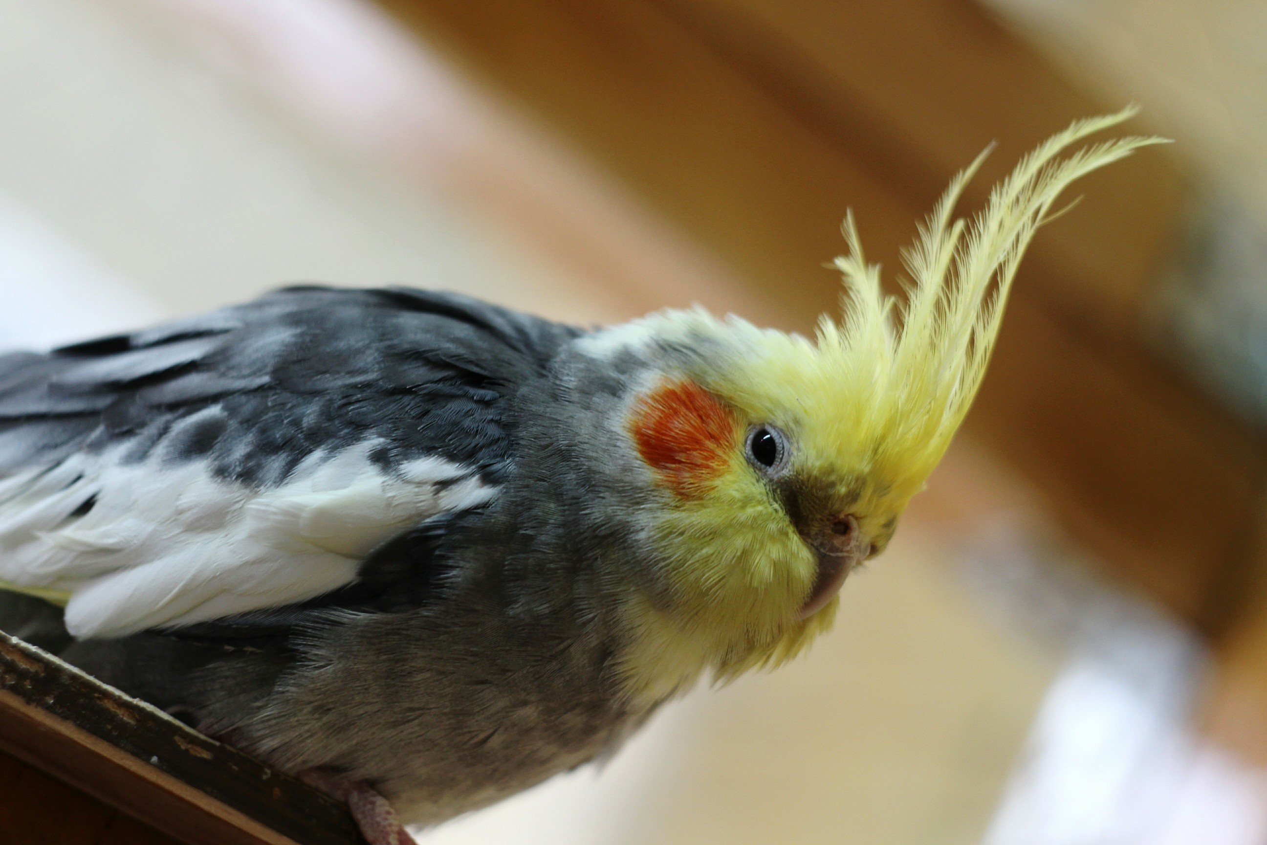 Cockatiel Perching Outdoors
