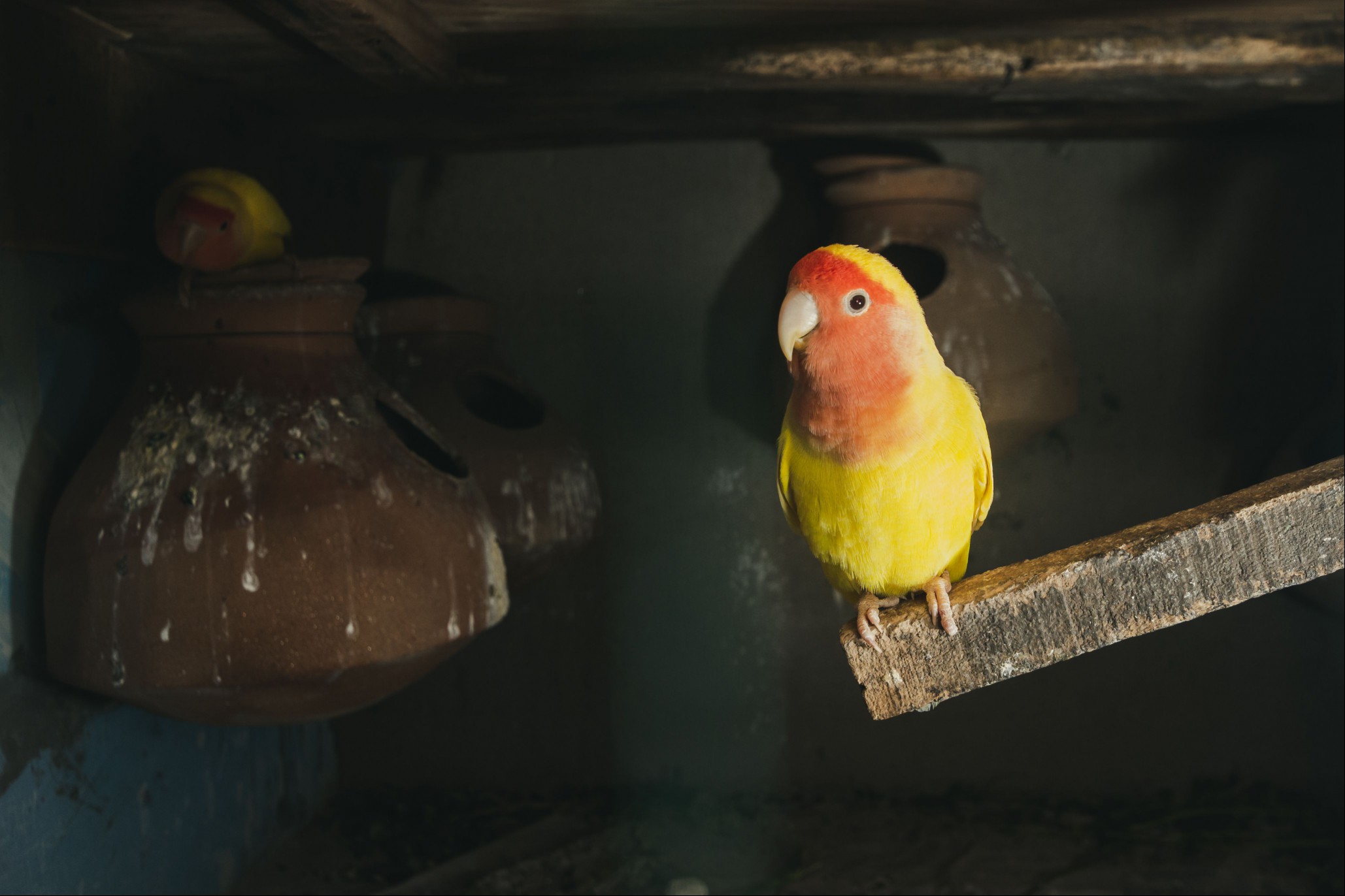 Lutino Lovebird - Peach-Faced Lovebird variant