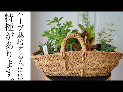 知ってる？ハーブの花は食べられる！