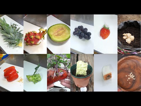 キッチンから簡単！YouTubeで見た3つの再生栽培を実践