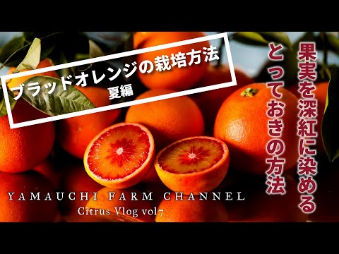 オレンジ色の果物を育てるコツと健康効果を実感する方法