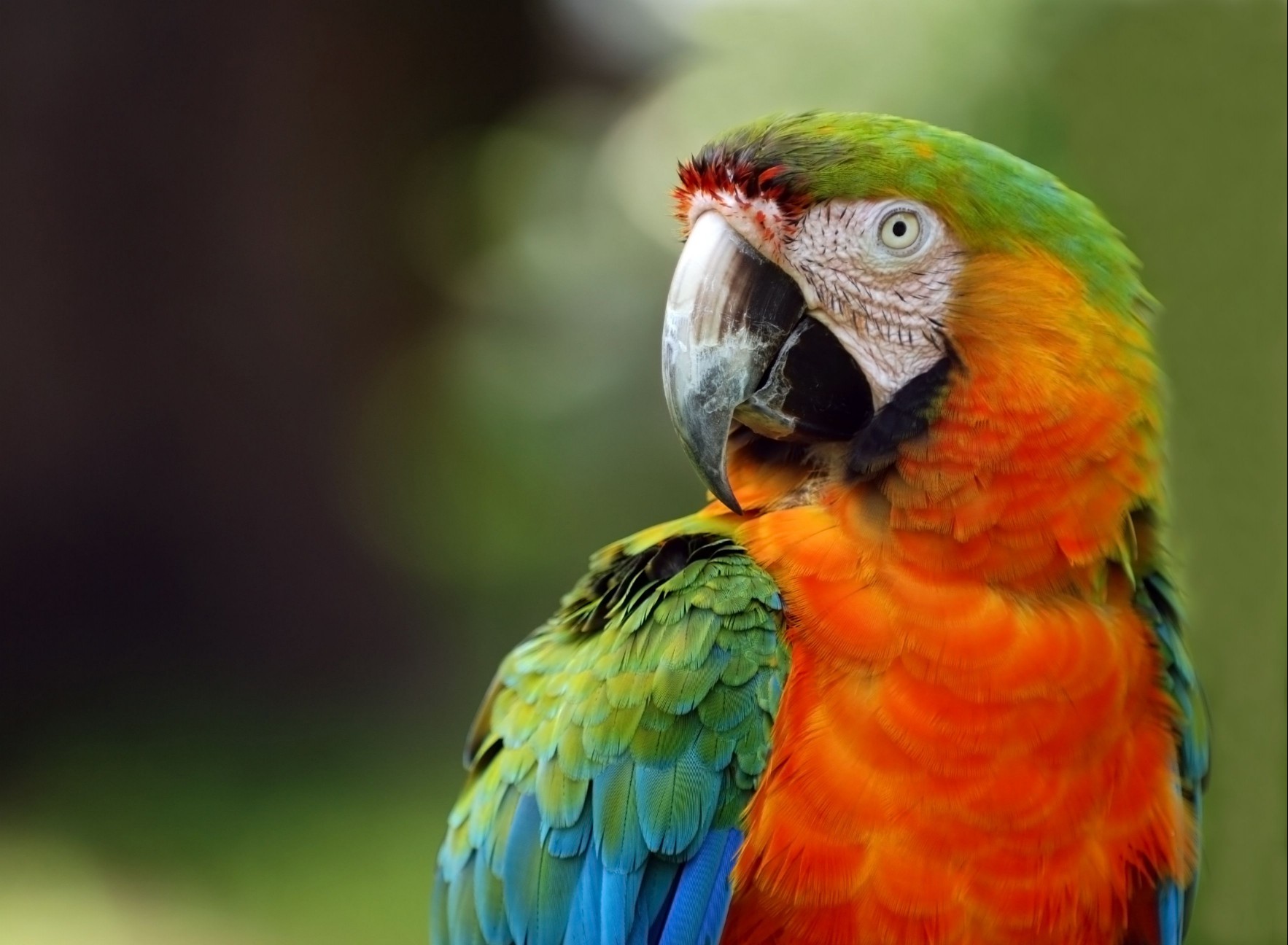 Macaw