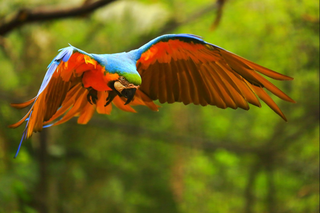 Blue and gold macaw in flight.