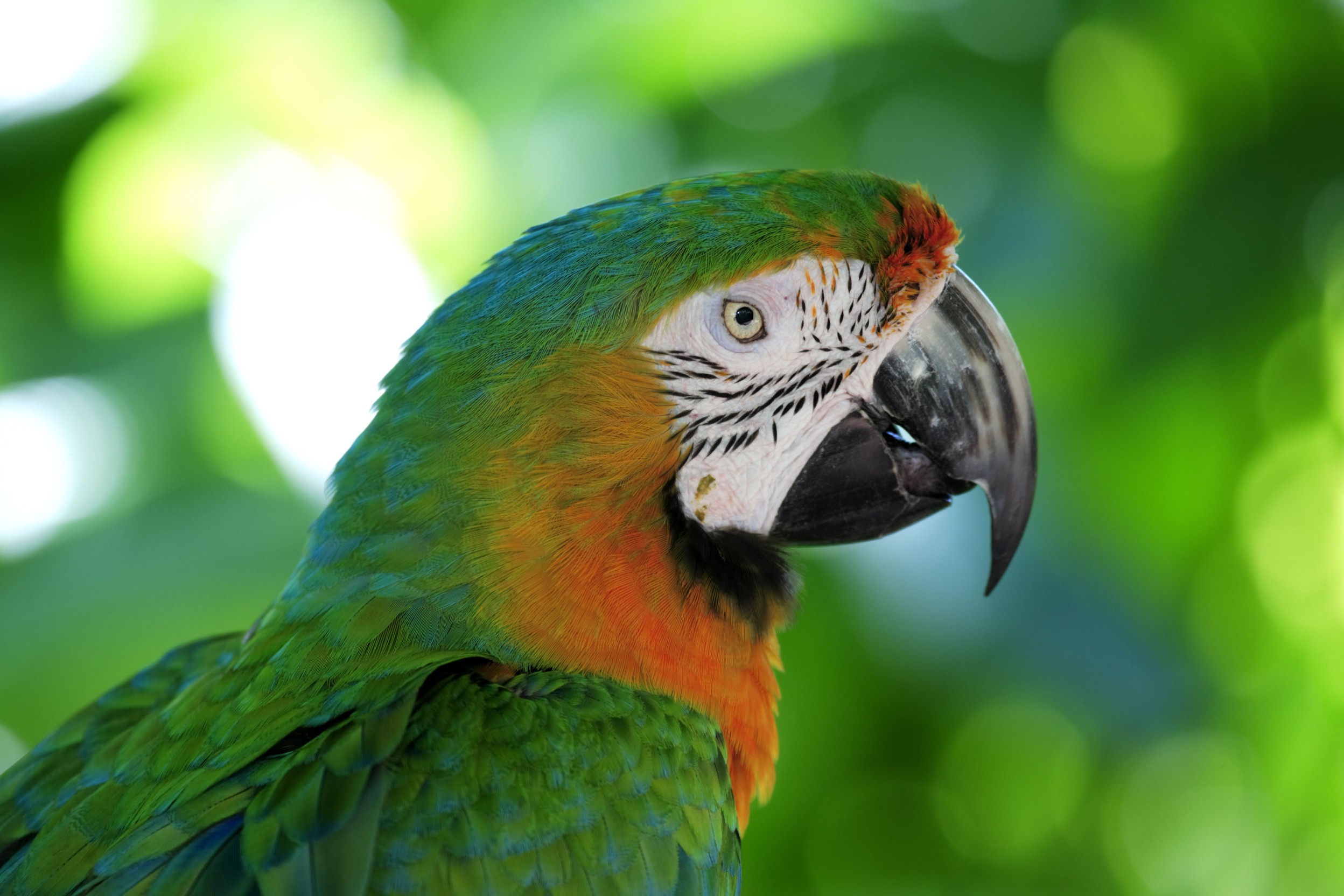 Face of a macaw hybrid.