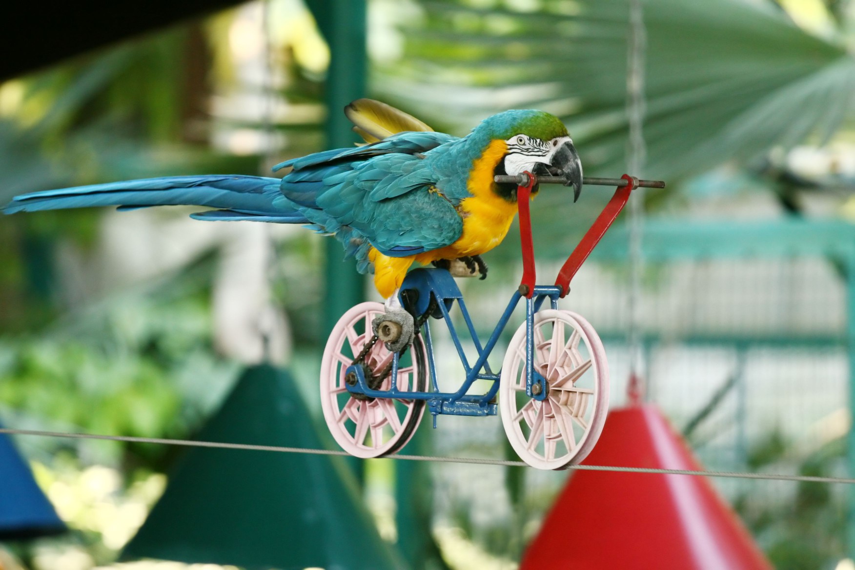 Macaw parrot driving bicycle on rope