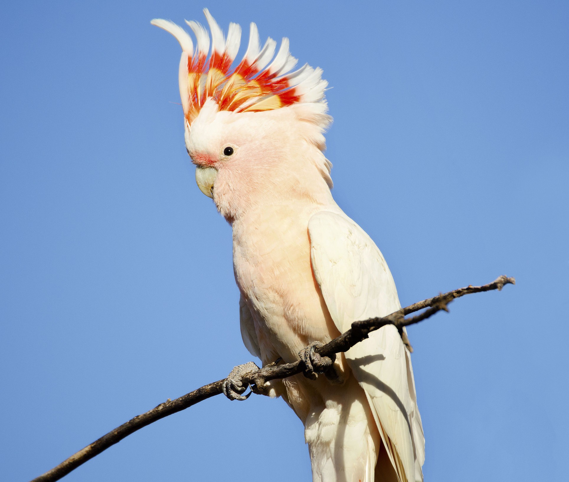 Major Mitchell cockatoo with crest standing up