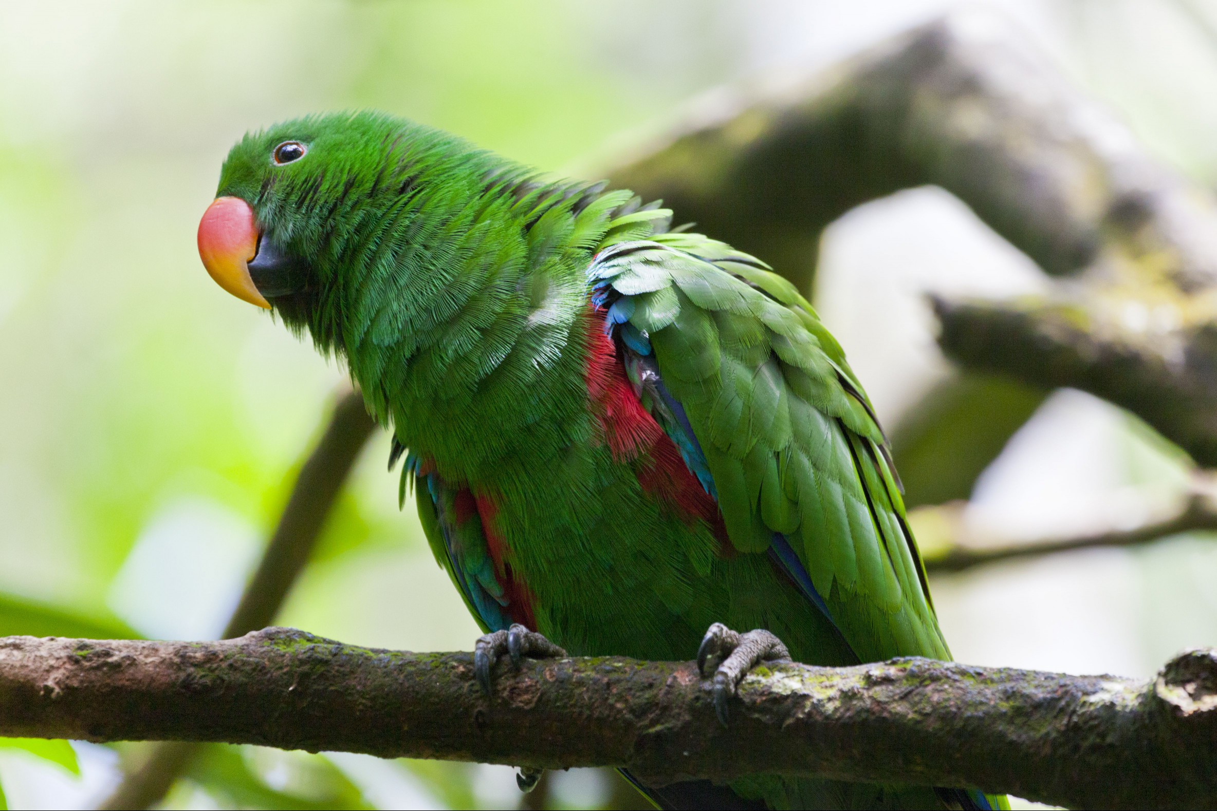 Male Eclectus parrot