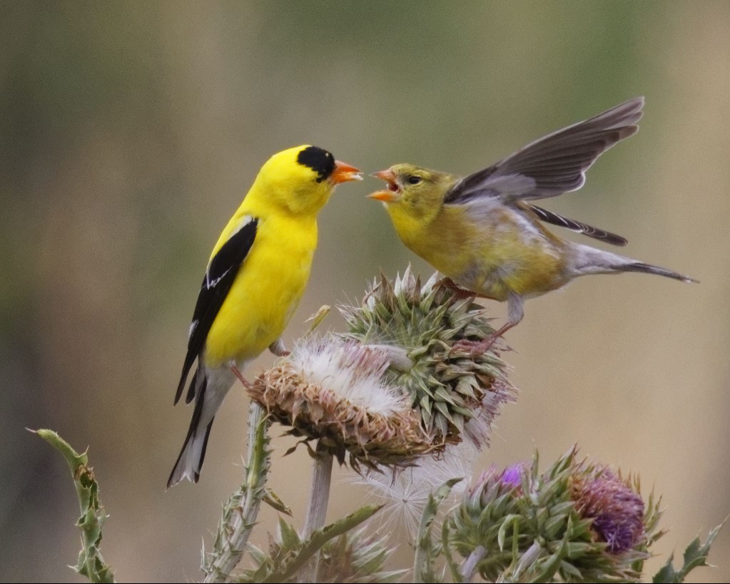 Male Goldfinch Feeds Fledgling