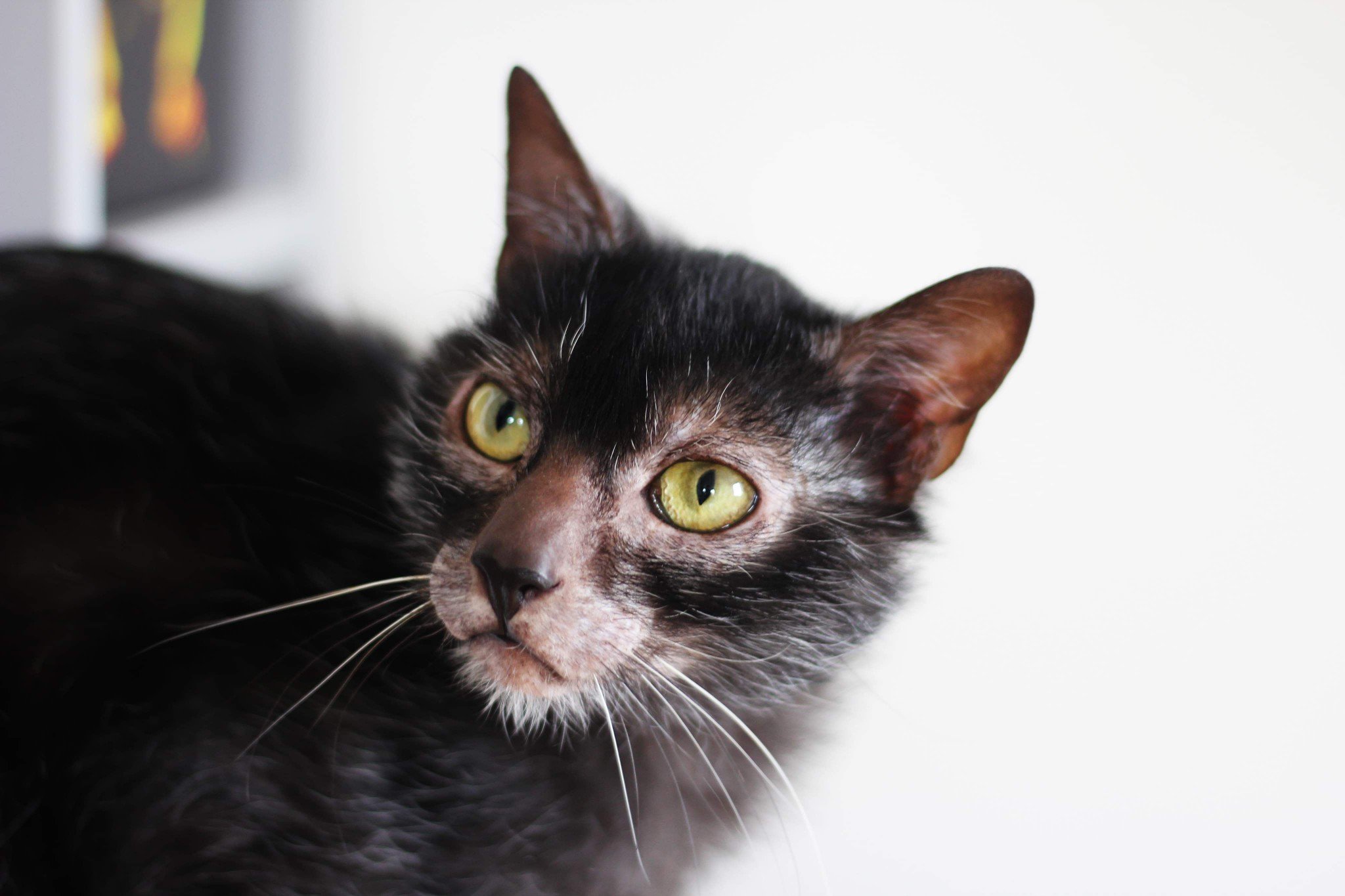 Male Lykoi Cat