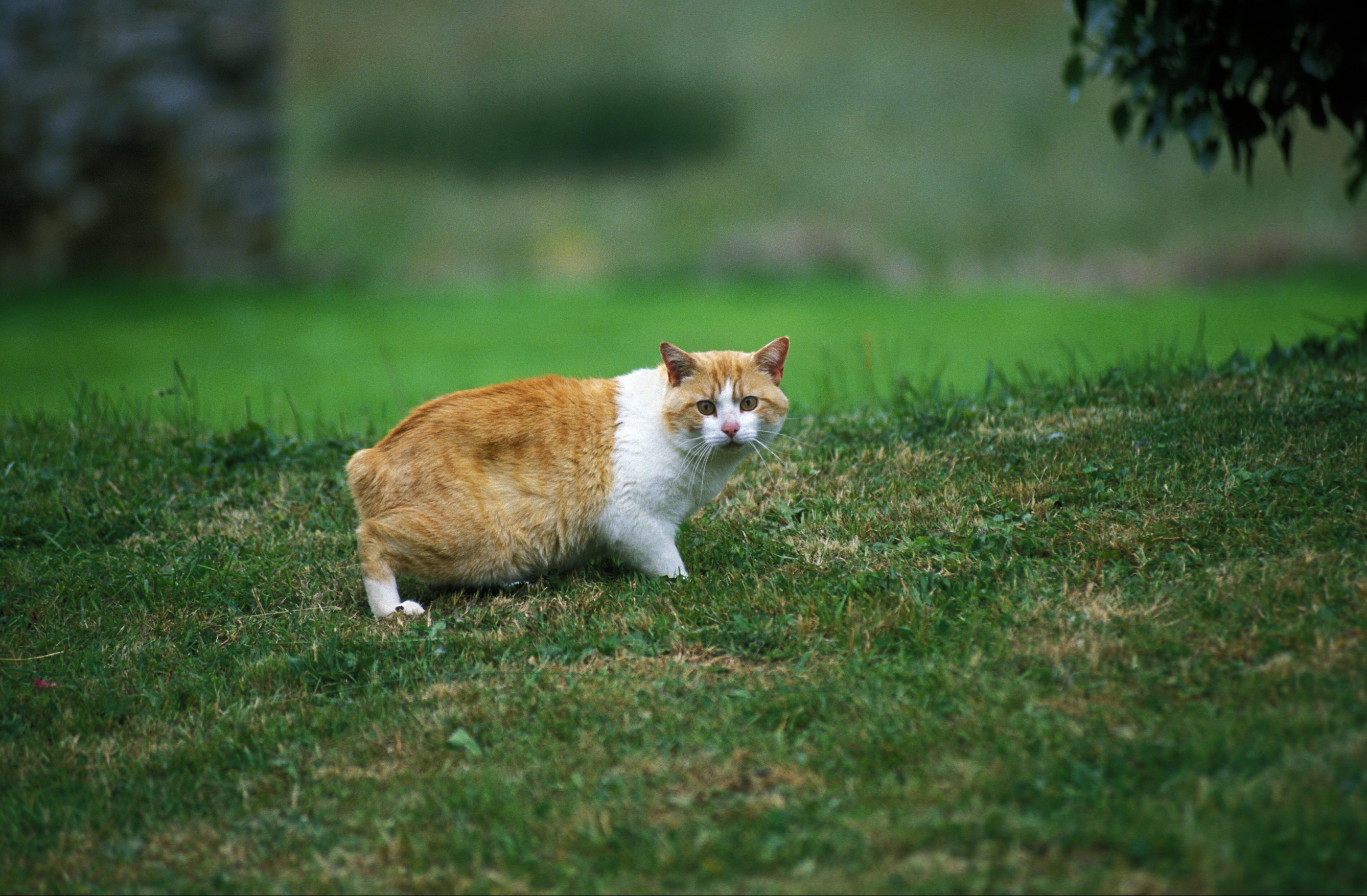 orange and white manx cat looks at camera while standing in grass