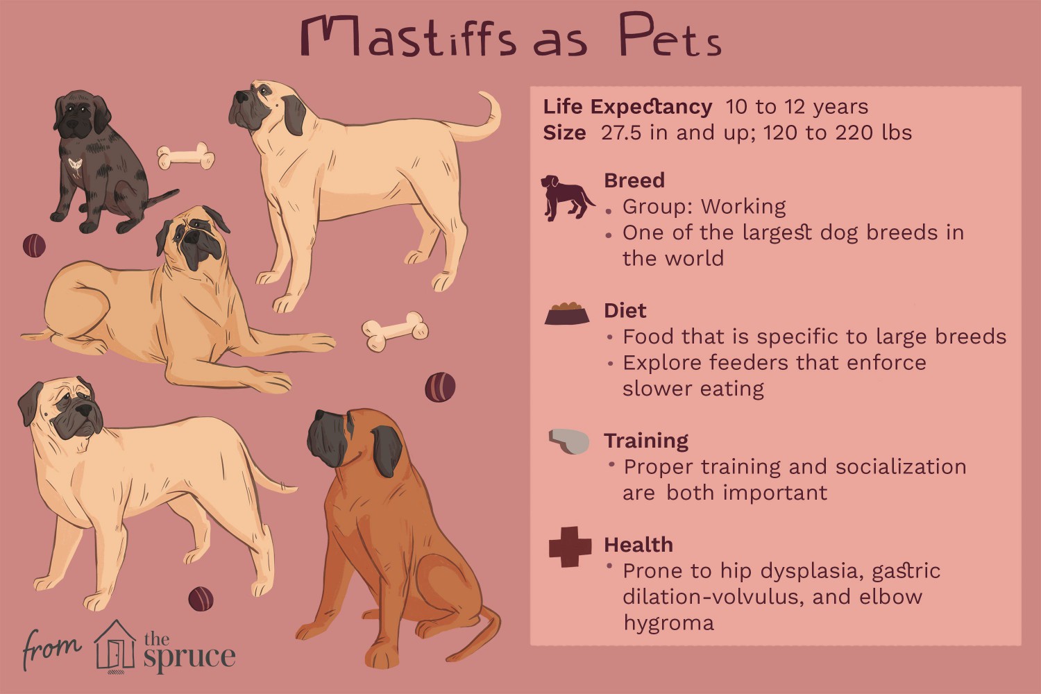 Mastiffs as Pets