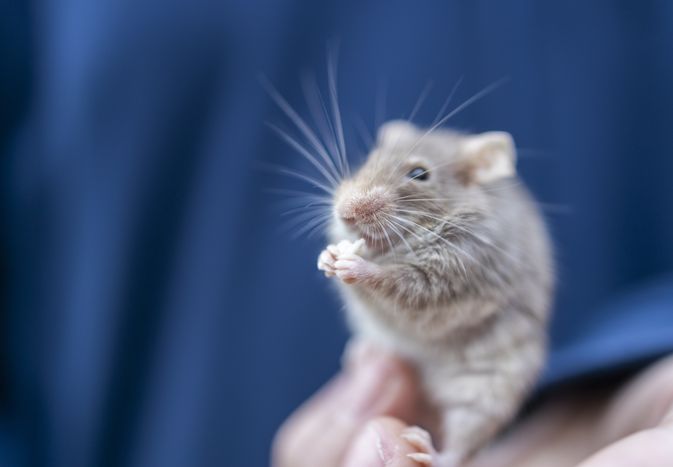 How to Care for a Pet Mouse How to Care for a Pet Mouse