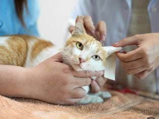 Neurological Disorders in Cats