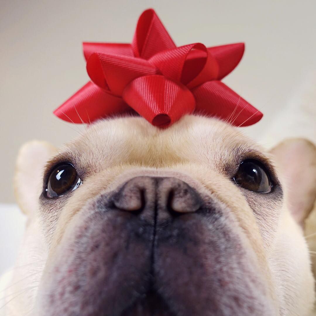 An up-close photo of a light-colored Frenchie with a red bow on his head.