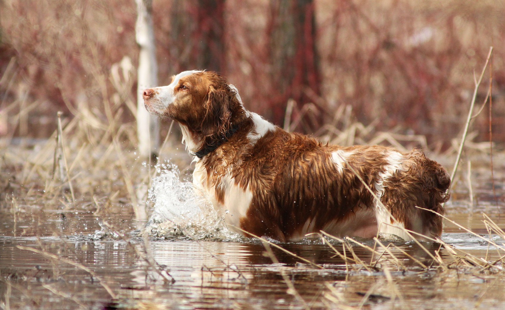 A Welsh Springer Spaniel in the water