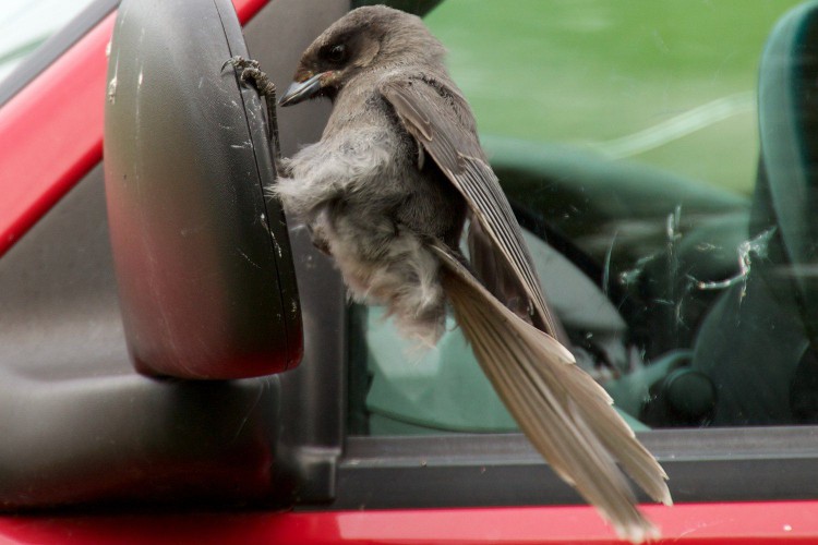 Gray Jay Attacking a Car Mirror