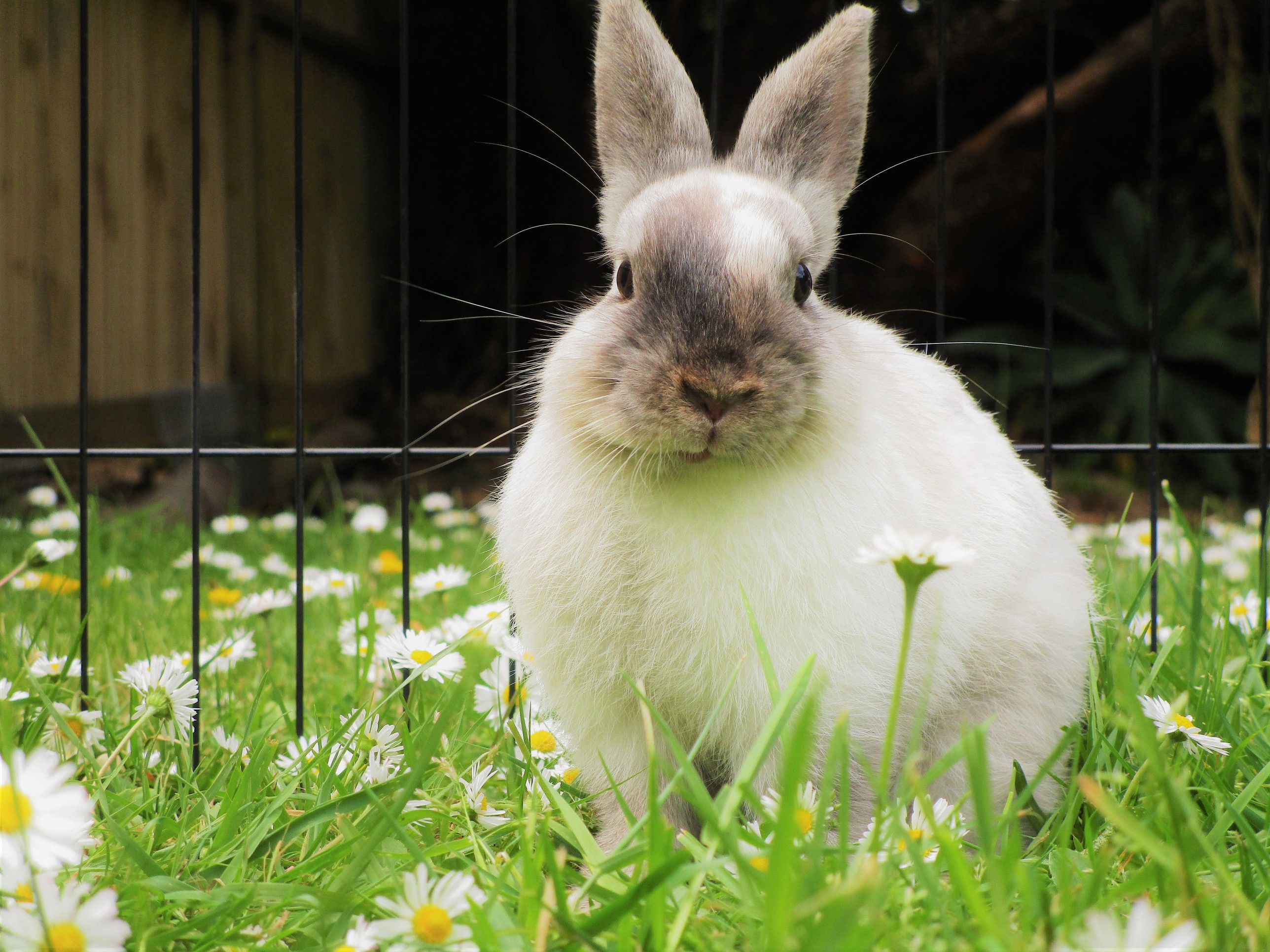 Pointed white rabbit fur coloring