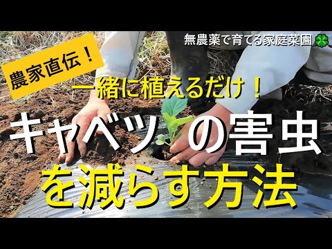キャベツの伴生植物の正しい選び方 実践者が教える成功の秘訣