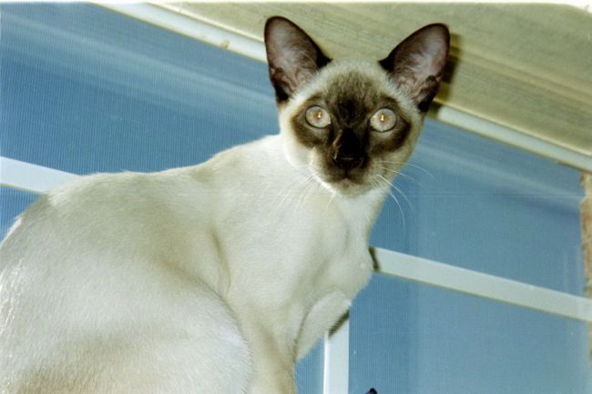 Mojo chocolate point siamese