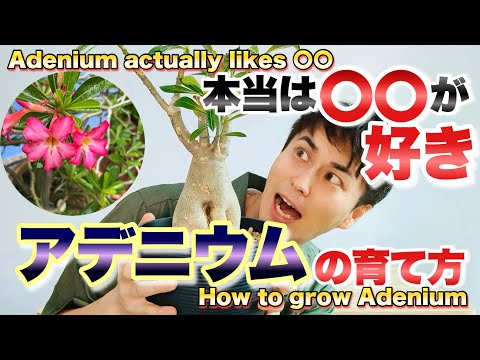 低地沙漠でガーデニング成功！実体験から教える5つのコツ