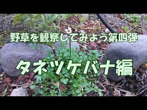 小花草莽の見分け方と駆除【在来種との違いも解説】