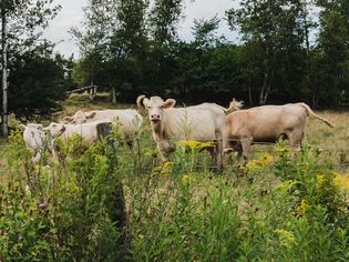 135 Cow Names for Your Bovine Companion