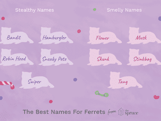91 Unique Ferret Names