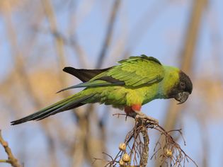 Nanday parakeet in a tree