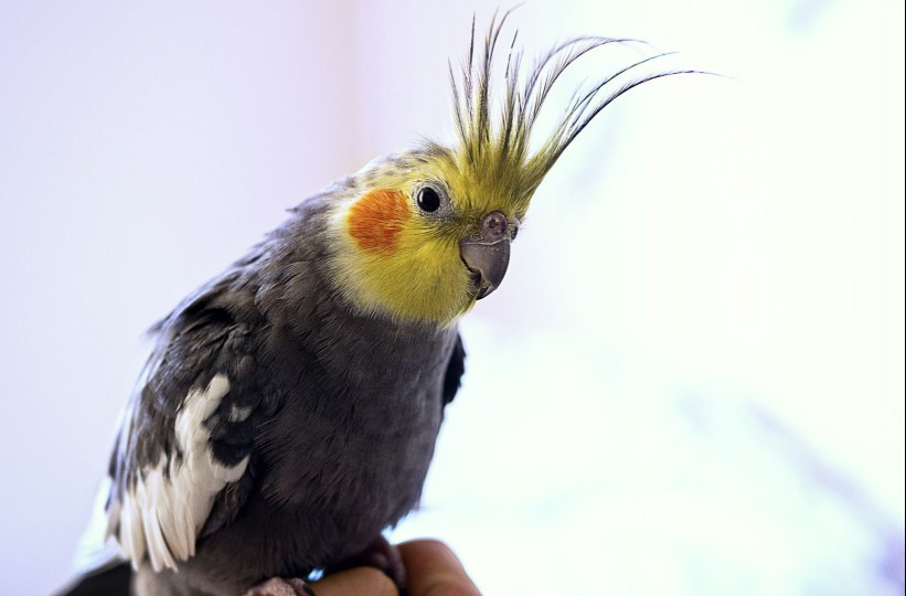 A List of 5 Types of Small Parrots