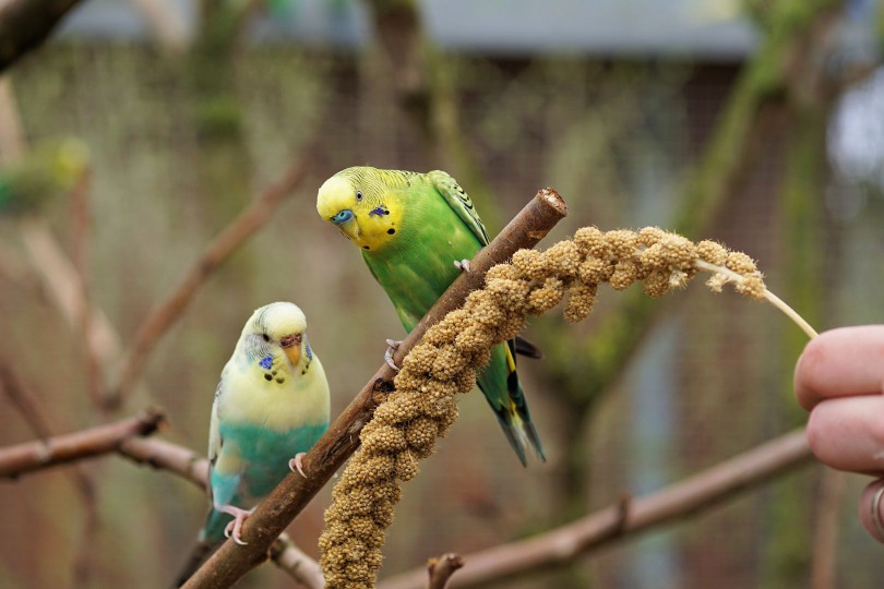 A List of 5 Types of Small Parrots