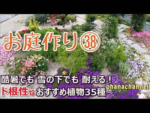 冬の庭を華やかに！実体験から厳選した植物選びのコツ