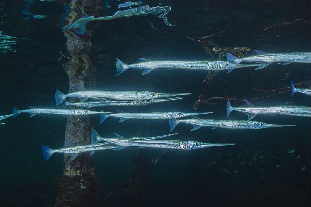Needlefish