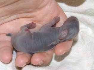 How to Warm up a Cold Baby Bunny