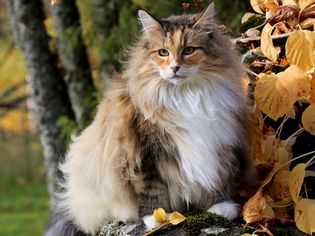 Norwegian Forest Cat: Breed Profile, Characteristics & Care