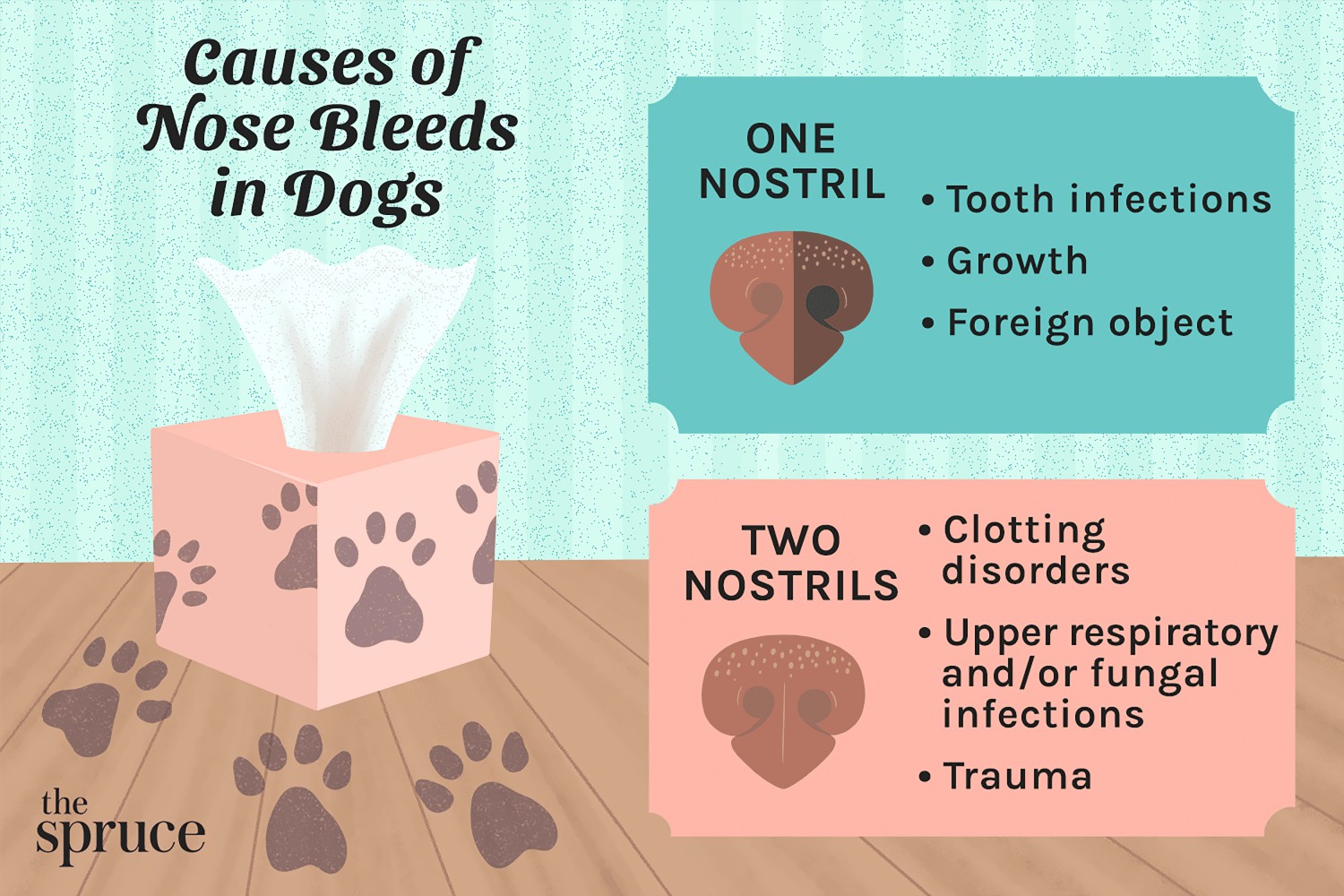 Causes of Nose Bleeds in Dogs