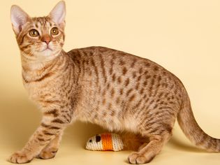 Ocicat: Breed Profile, Characteristics & Care
