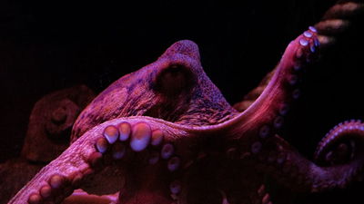 Octoparse Review: Web Scraping Made Easy