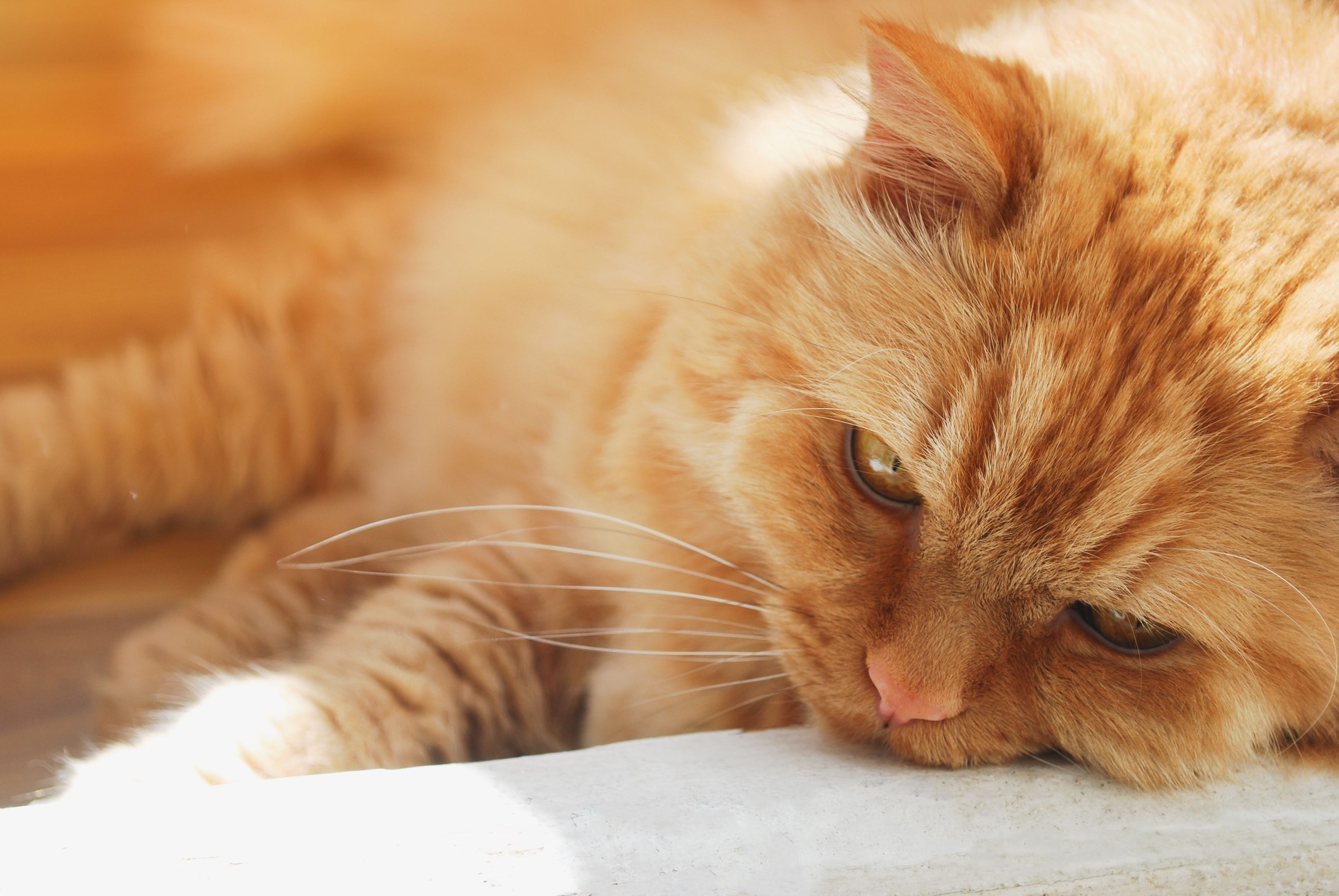 one red-haired old cat close-up lies on the doorstep and is sad 1