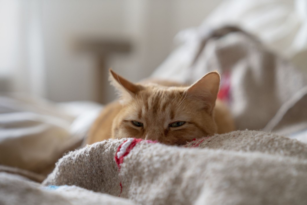 Orange Cat Rests In A Ruffled Bed