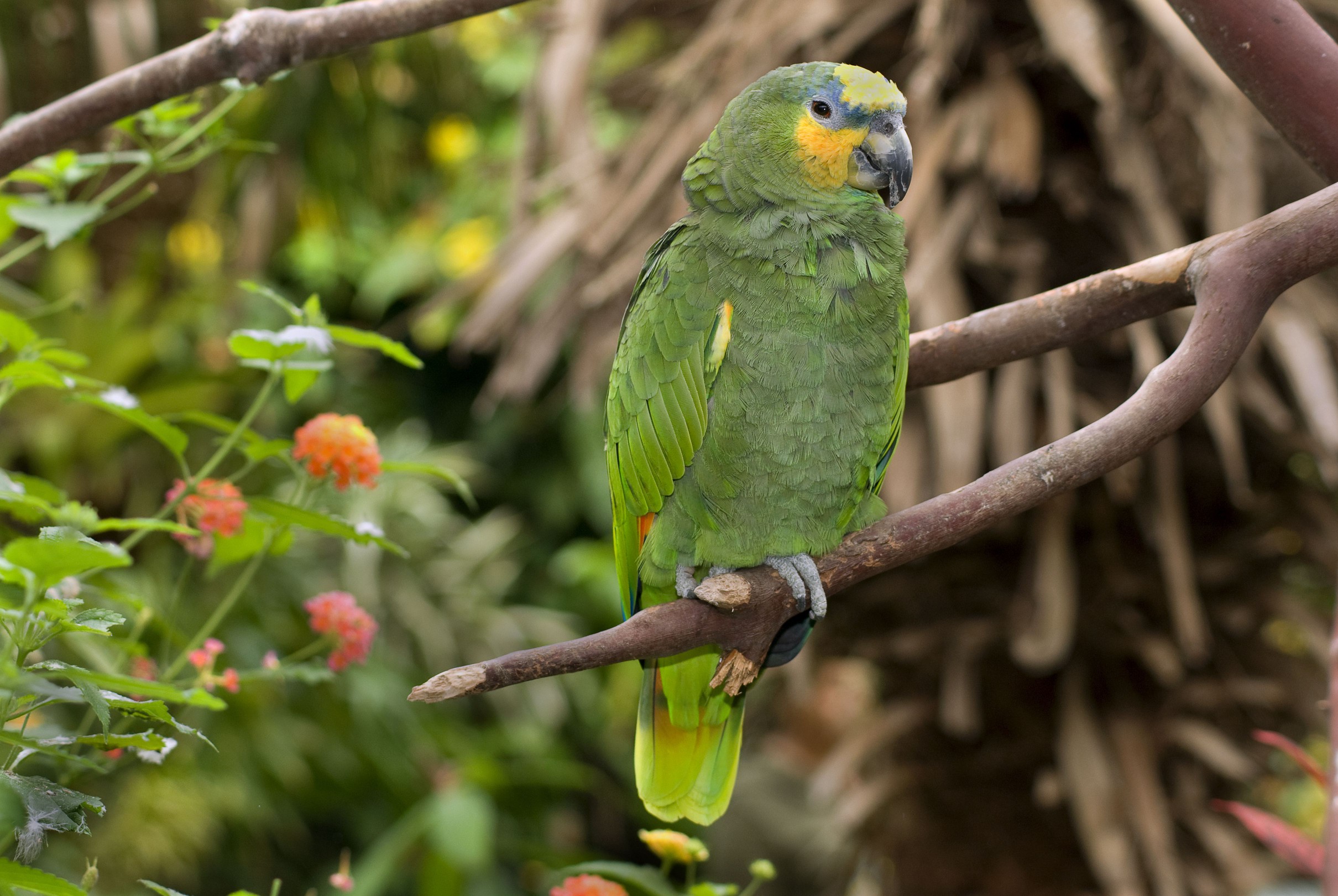 Orange-winged Amazon parrot