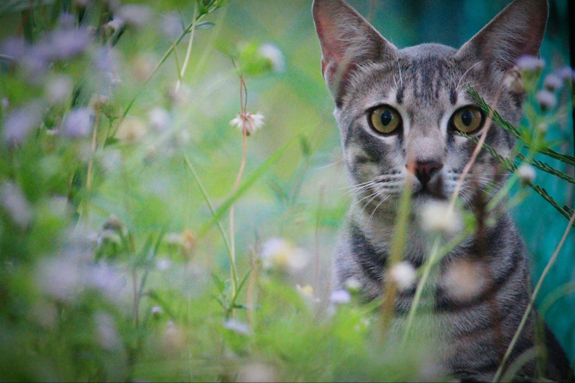 Outdoor domestic cat