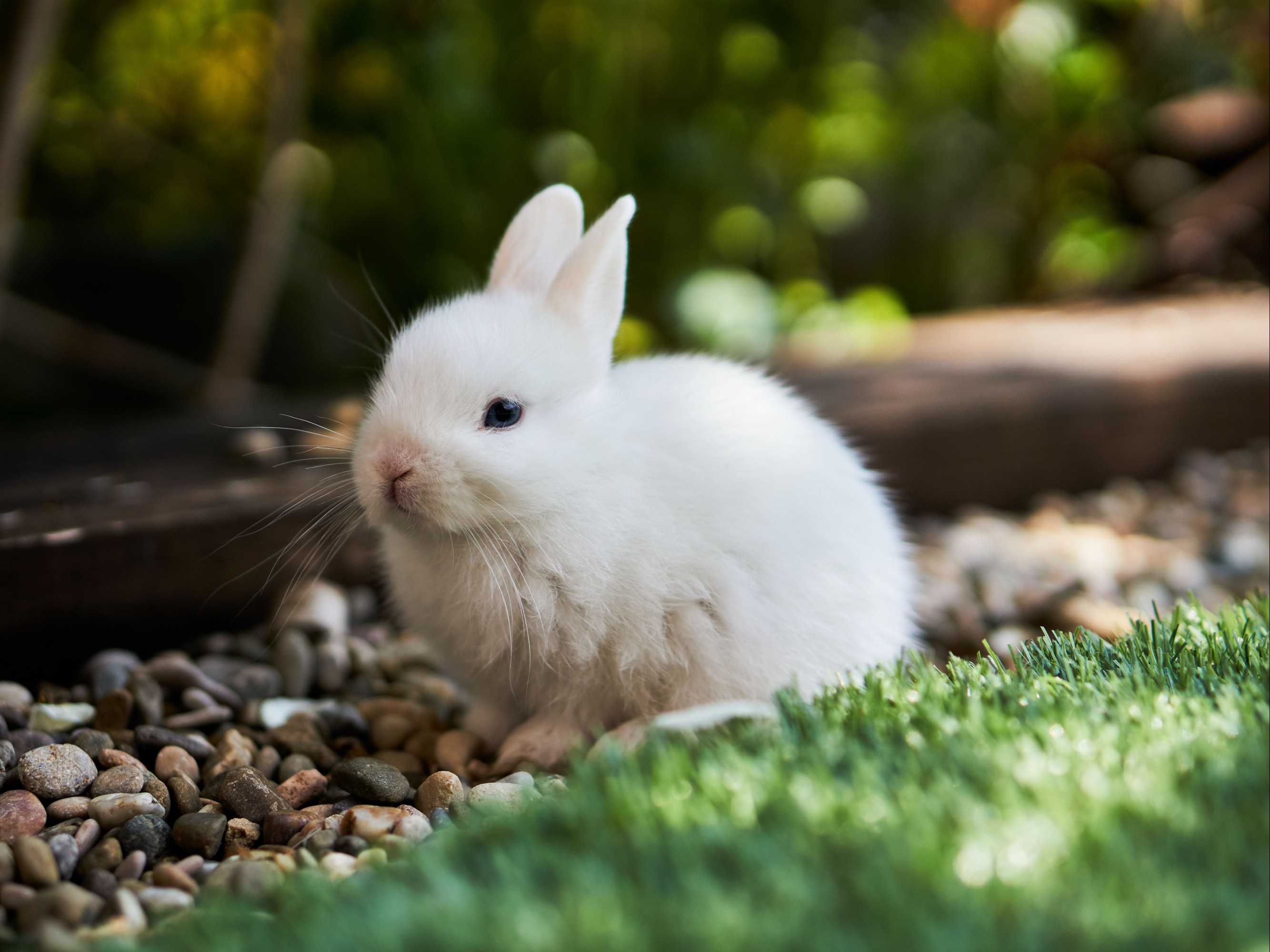 Cream colored rabbit
