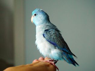 blue Pacific parrotlet