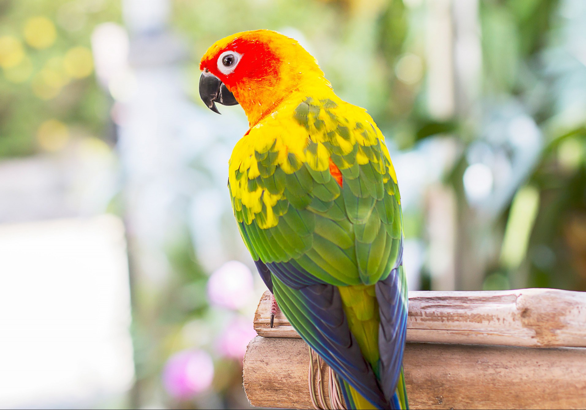 sun conure on a perch