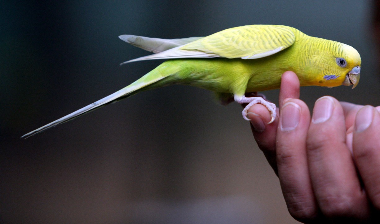 Parrot