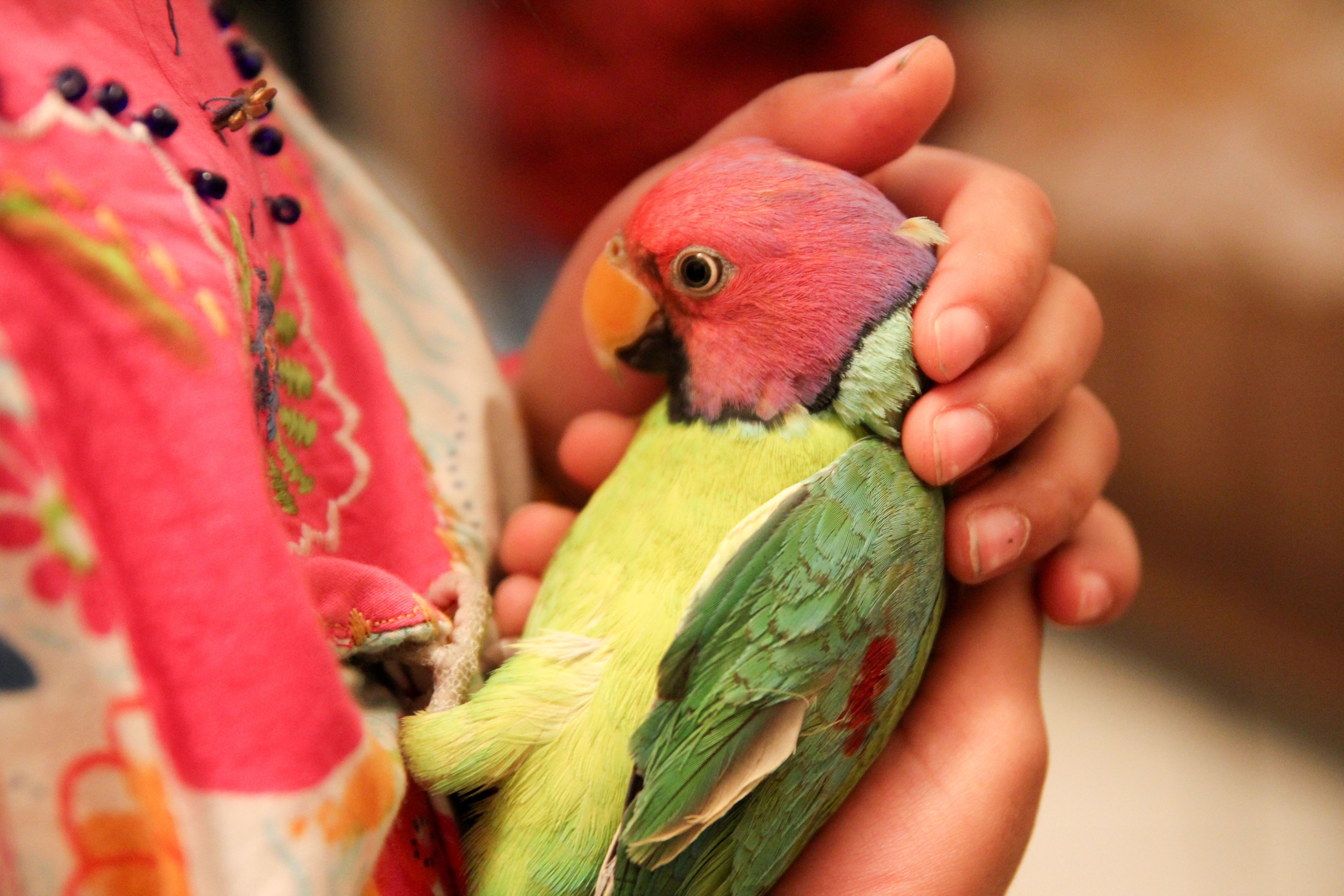 Parrot in small hands