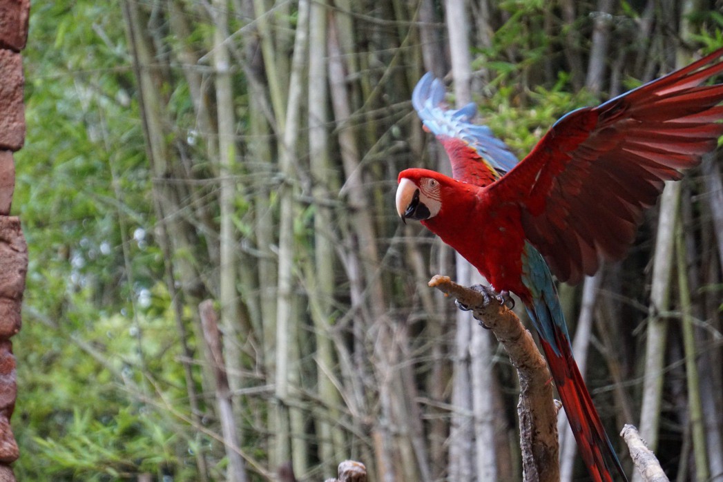 Parrot flapping wings