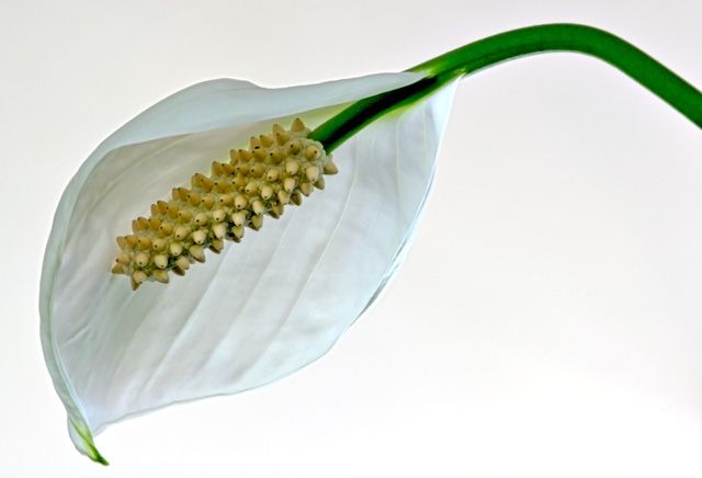 Peace Lily