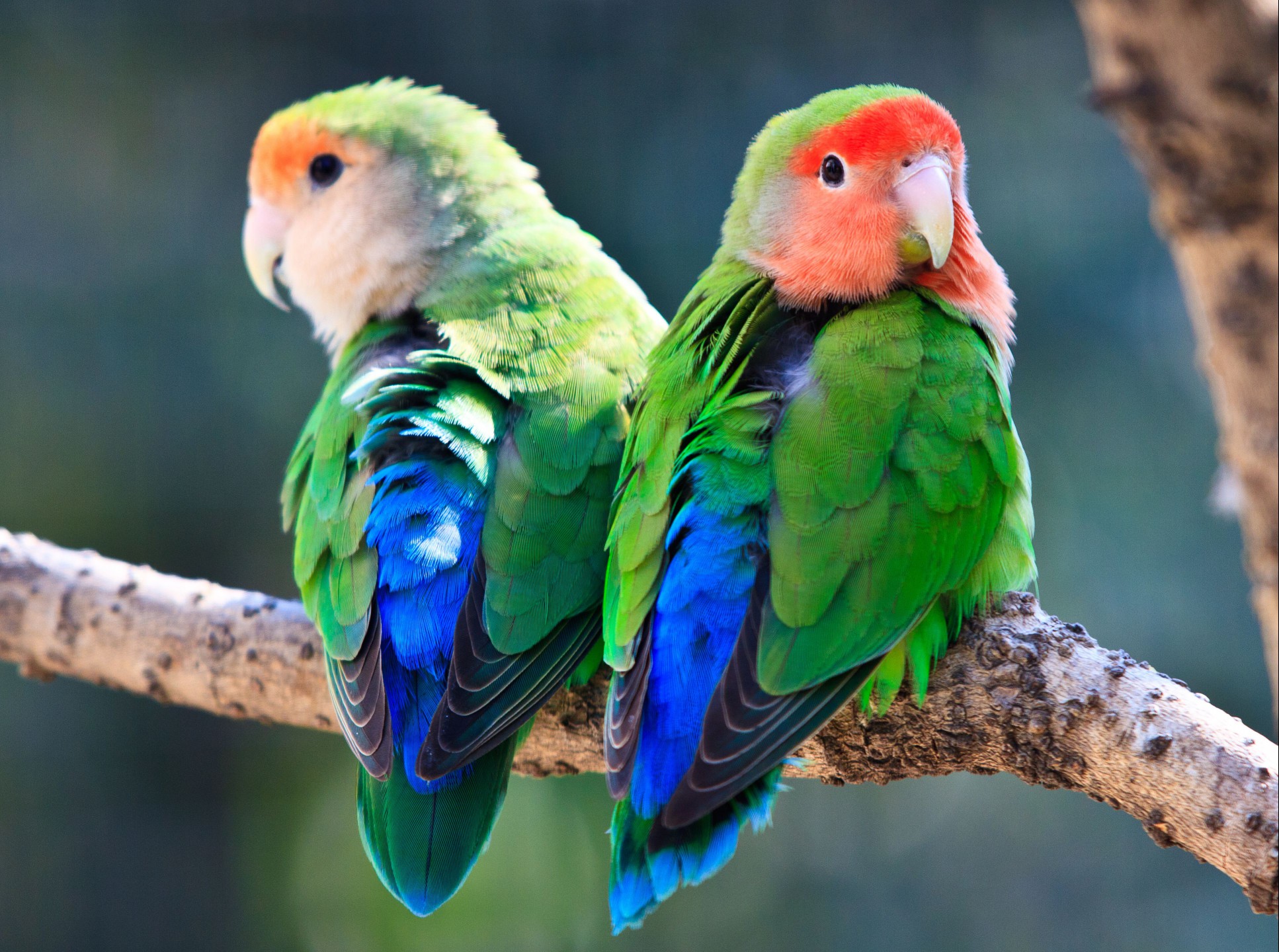 Peach-faced lovebird couple